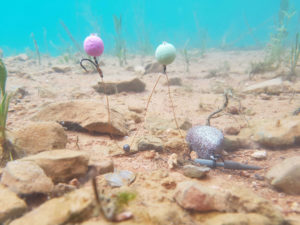 Montage Zig Rig pour la pêche à la carpe